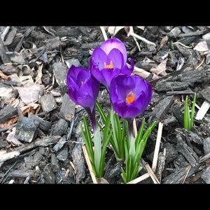 Meet your Posher, Yebai